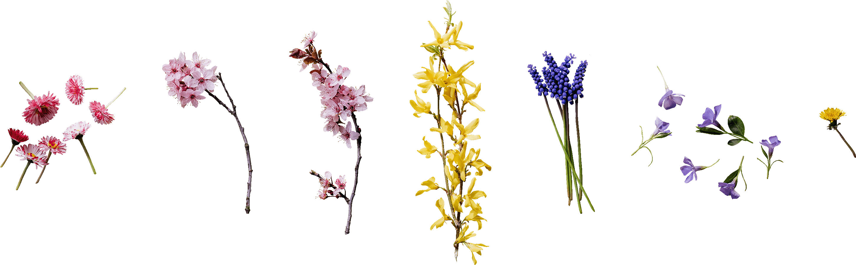 spring sale flowers